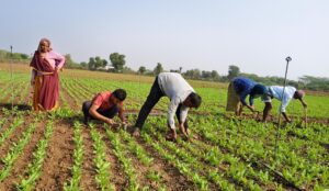 काले सोने की निराई गुड़ाई में जुटे अफीम काश्तकार