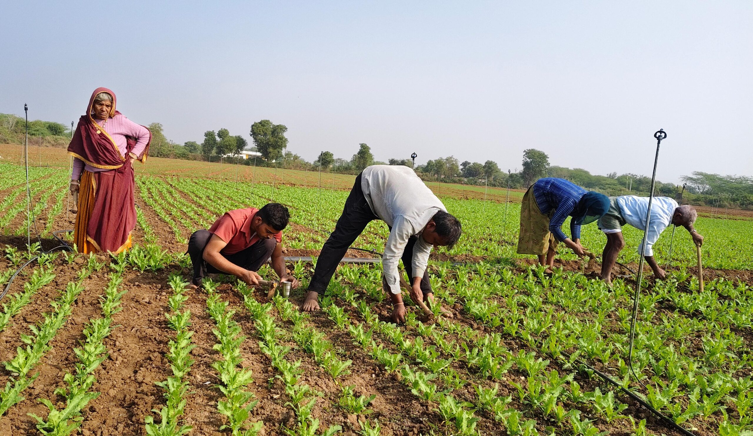 काले सोने की निराई गुड़ाई में जुटे अफीम काश्तकार